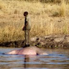 One day, two hippo, and a whole bunch of tired…
