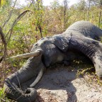 Elephant hunting, and more…