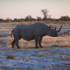 Diceros bicornis – A celebrated passing