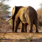 100 pounds and more…