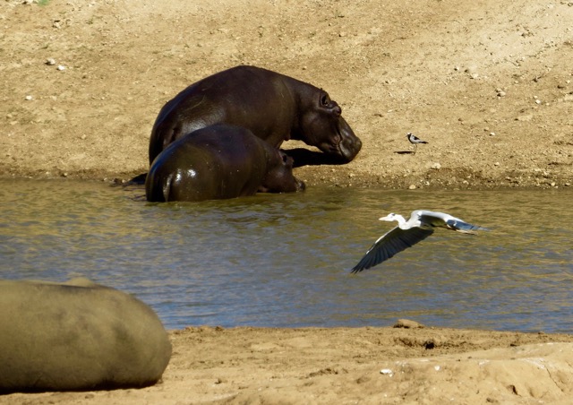 Hippo Music