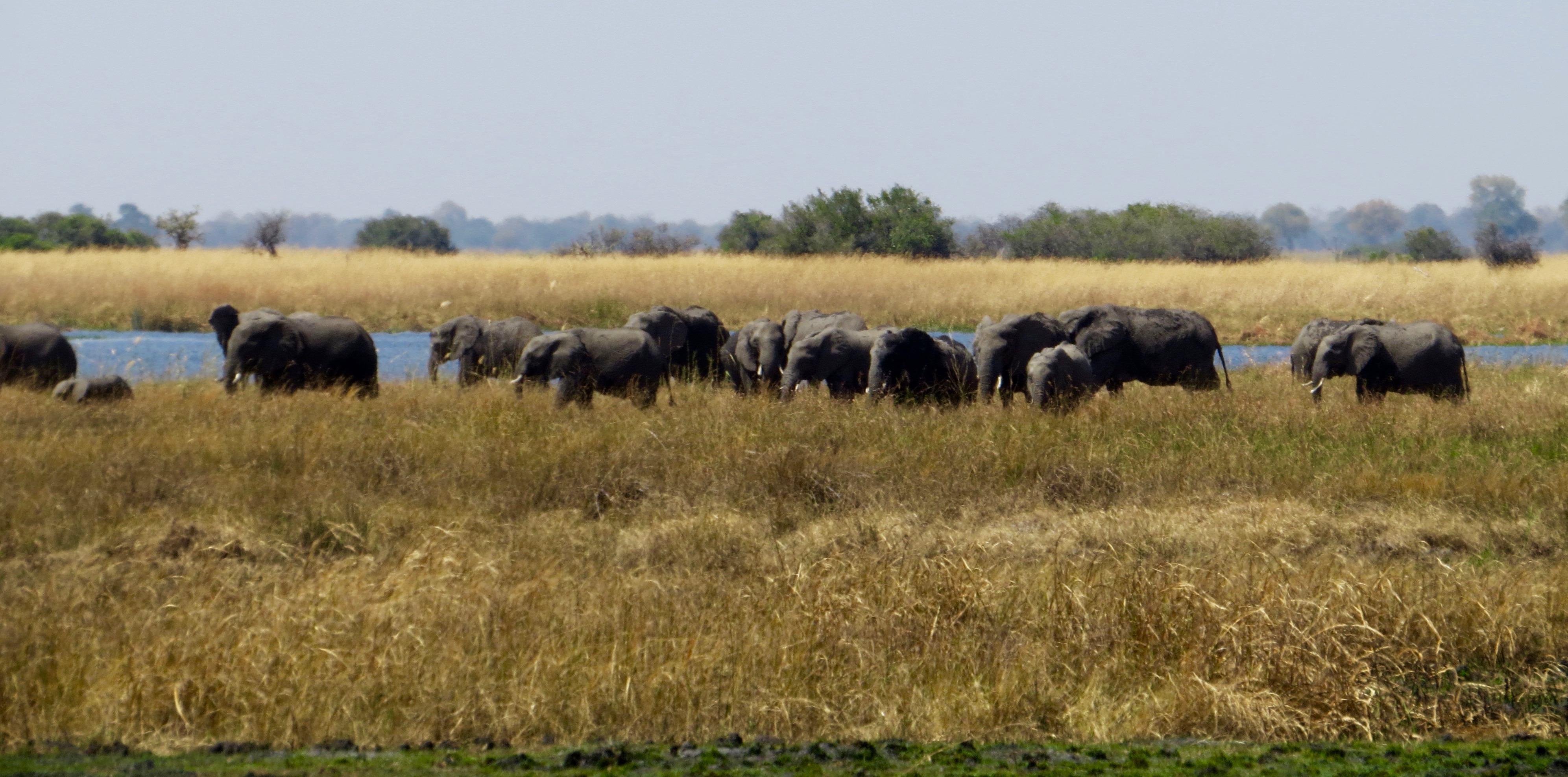 Only elephant in the world?