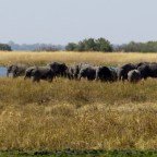 Only elephant in the world?