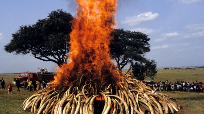 ivory_burn-jpg__800x450_q85_crop_upscale