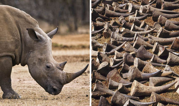 rhino-horn-658169